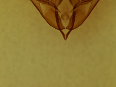 genitalia view of adult Acronicta funeralis