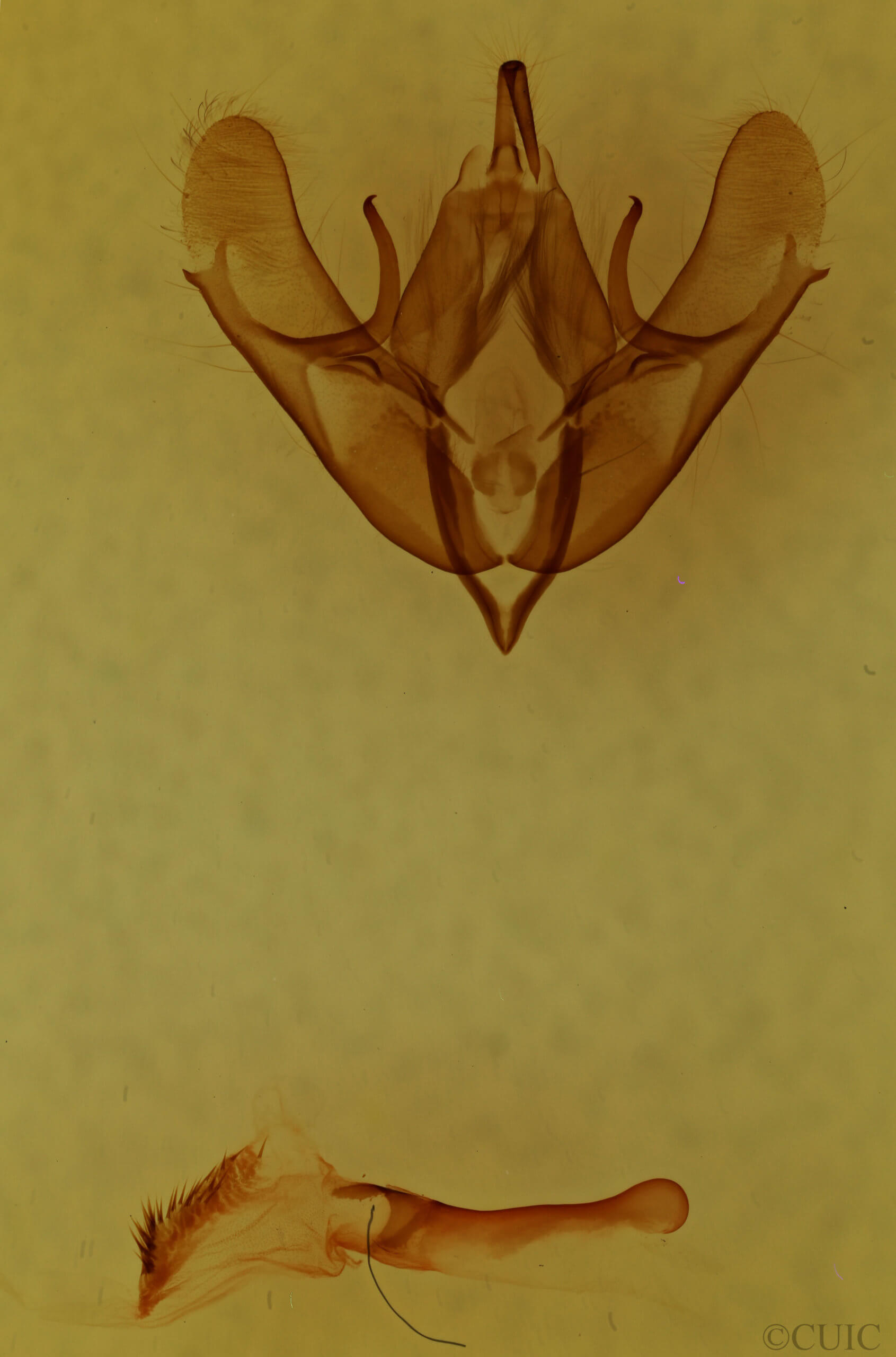 genitalia view of adult Acronicta funeralis