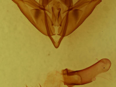 genitalia view of adult Acronicta impleta