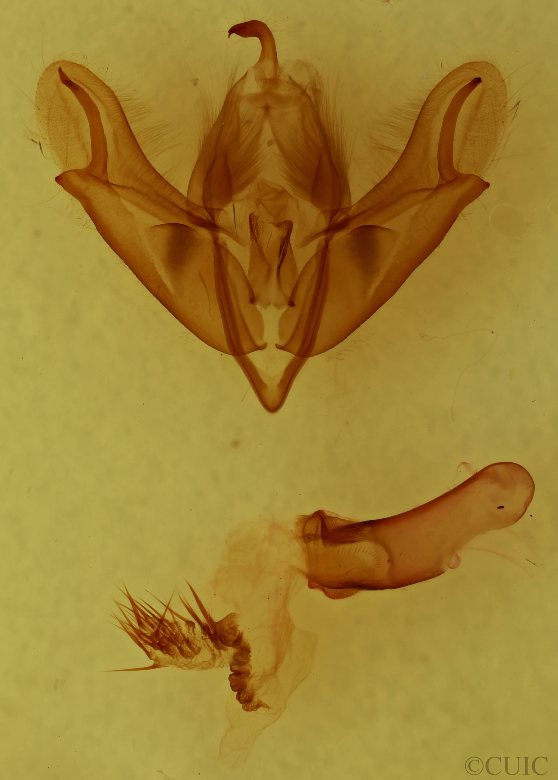 genitalia view of adult Acronicta impleta