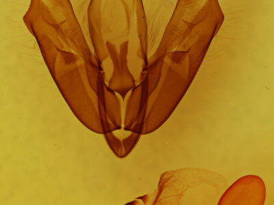 genitalia view of adult Acronicta innotata