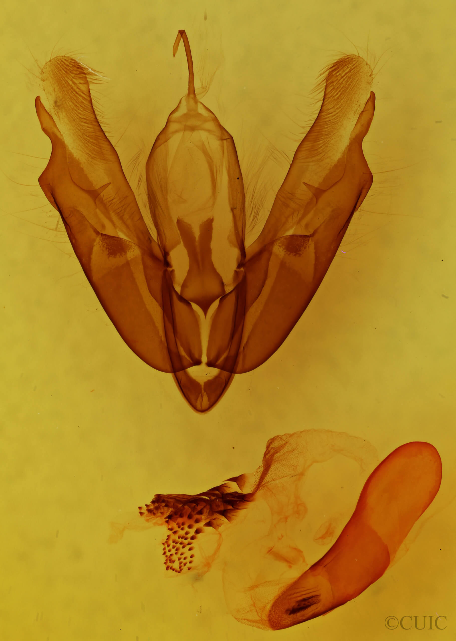 genitalia view of adult Acronicta innotata