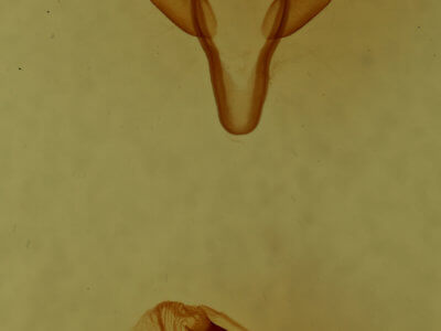 genitalia view of adult Acronicta retardata