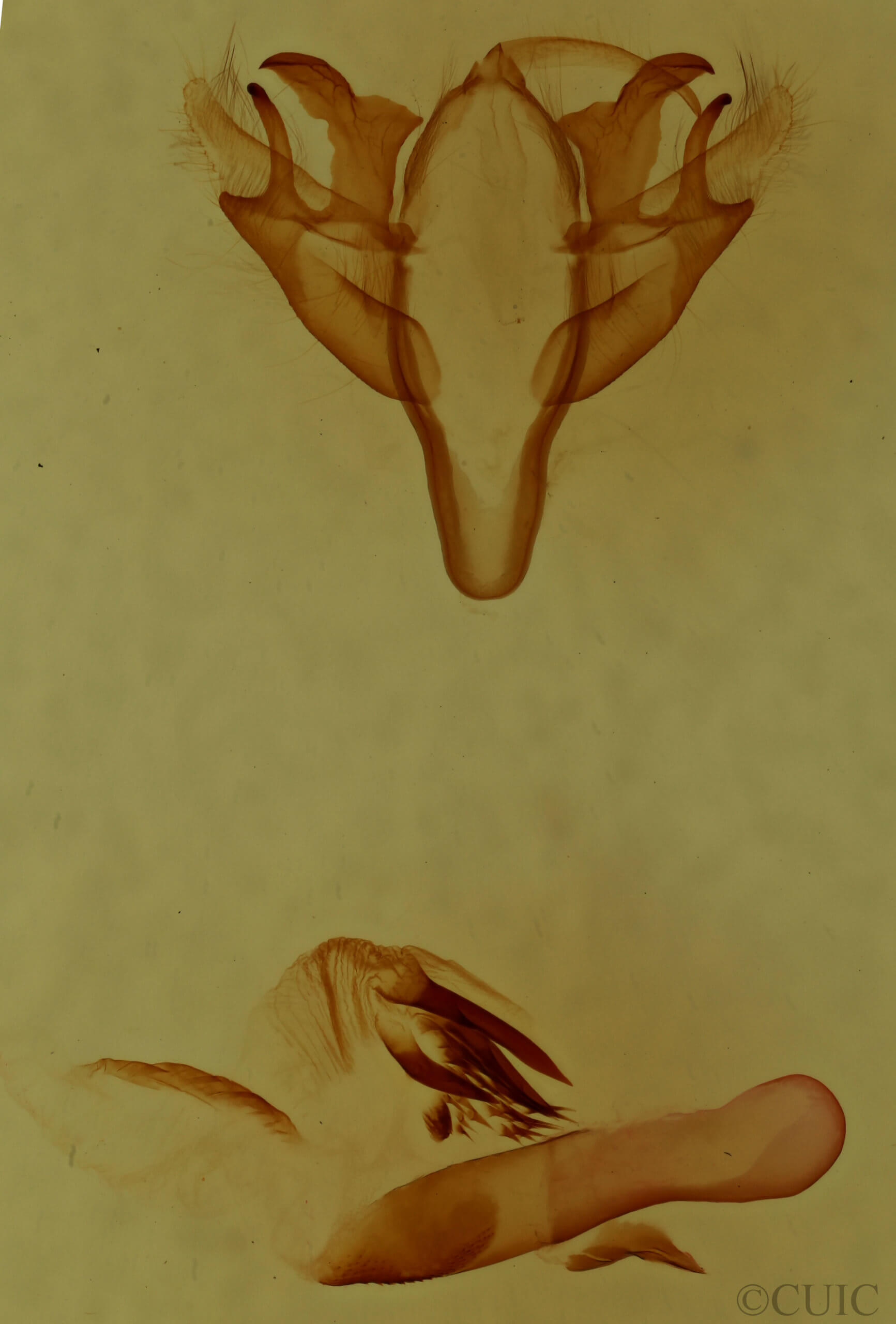 genitalia view of adult Acronicta retardata