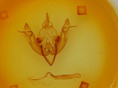 genitalia view of adult Agrotisia evelinae