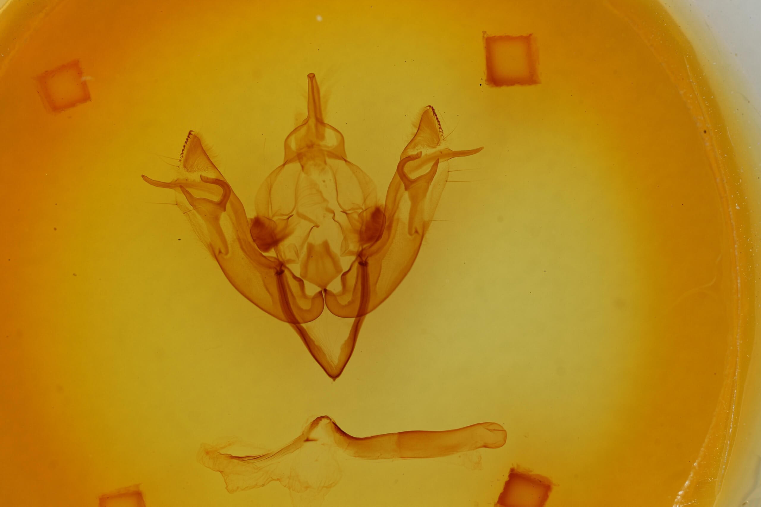 genitalia view of adult Agrotisia evelinae