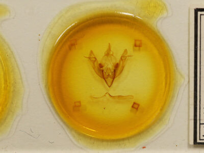 slide view of adult Agrotisia evelinae