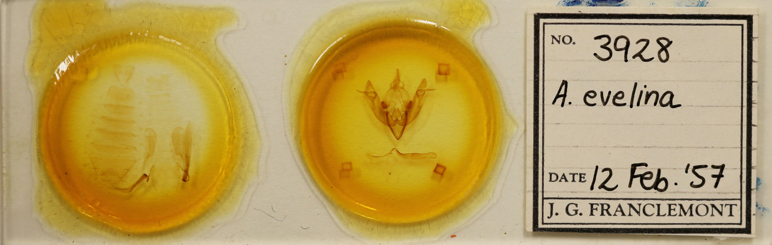 slide view of adult Agrotisia evelinae