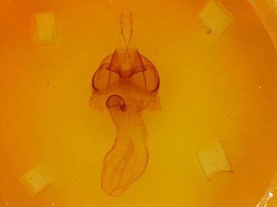 genitalia view of adult Agrotisia evelinae