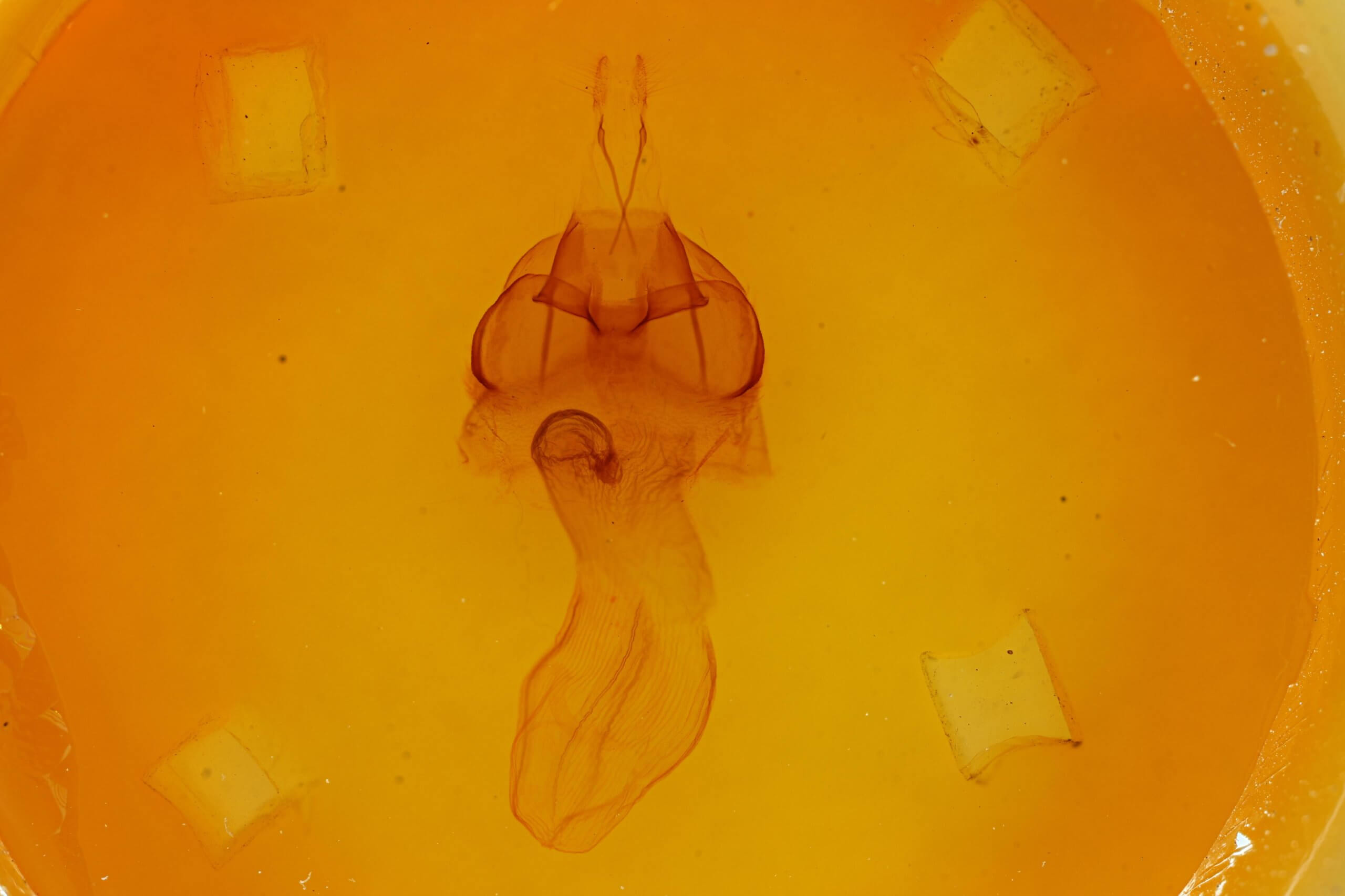 genitalia view of adult Agrotisia evelinae
