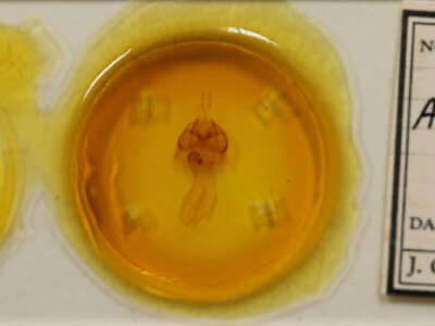 slide view of adult Agrotisia evelinae