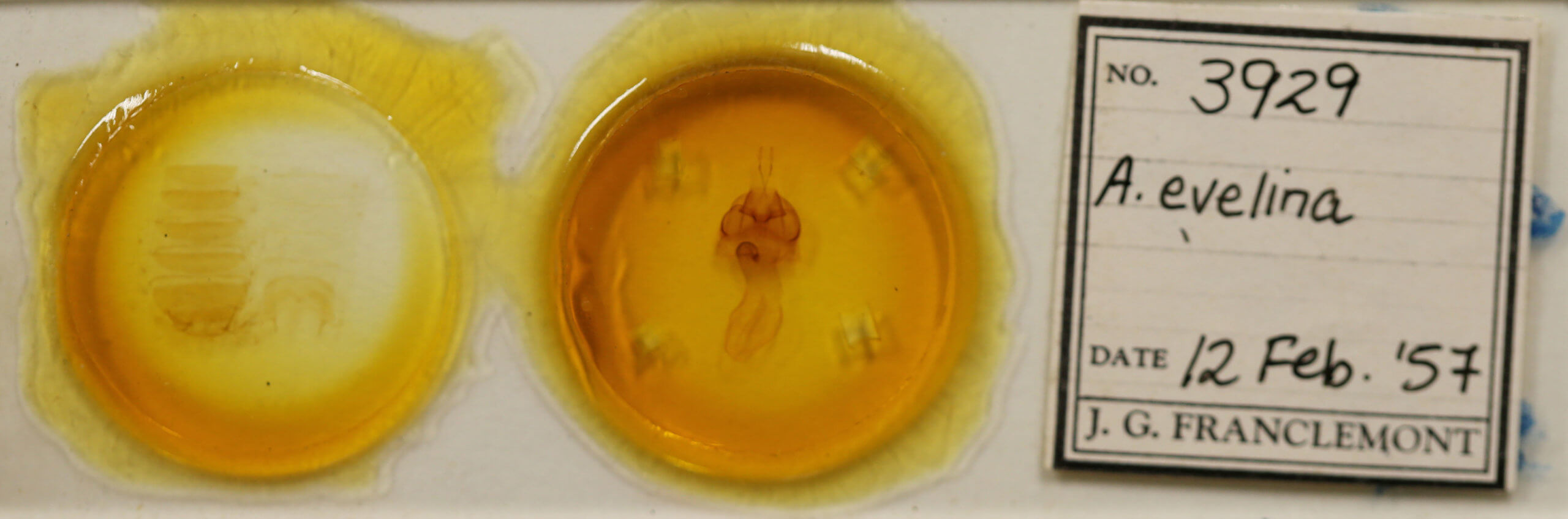 slide view of adult Agrotisia evelinae