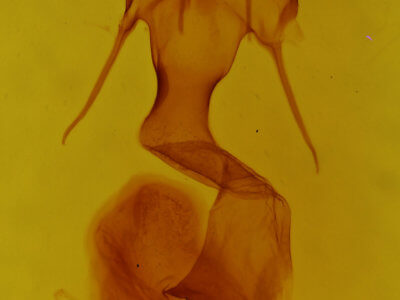 genitalia view of adult Mythimna brunneicoccinea