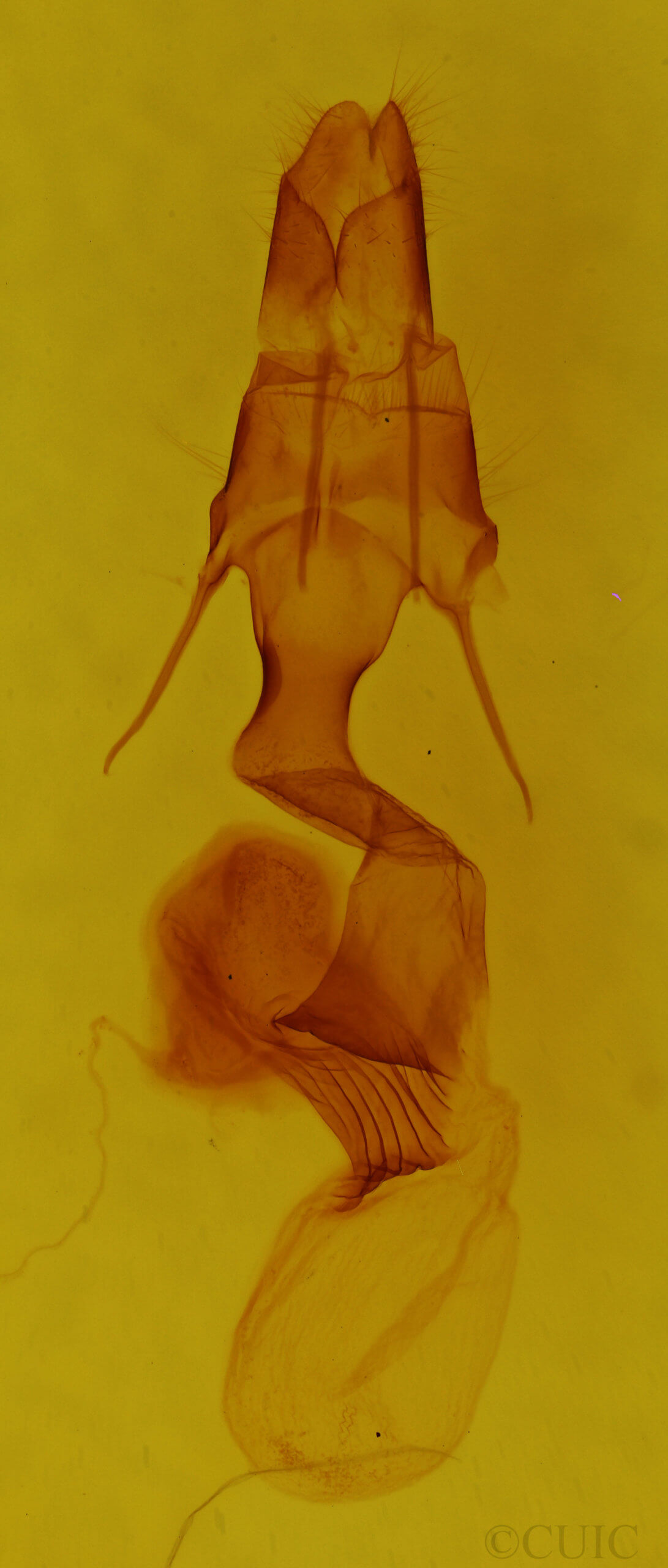 genitalia view of adult Mythimna brunneicoccinea