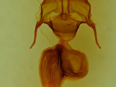 genitalia view of adult Mythimna cuneolata
