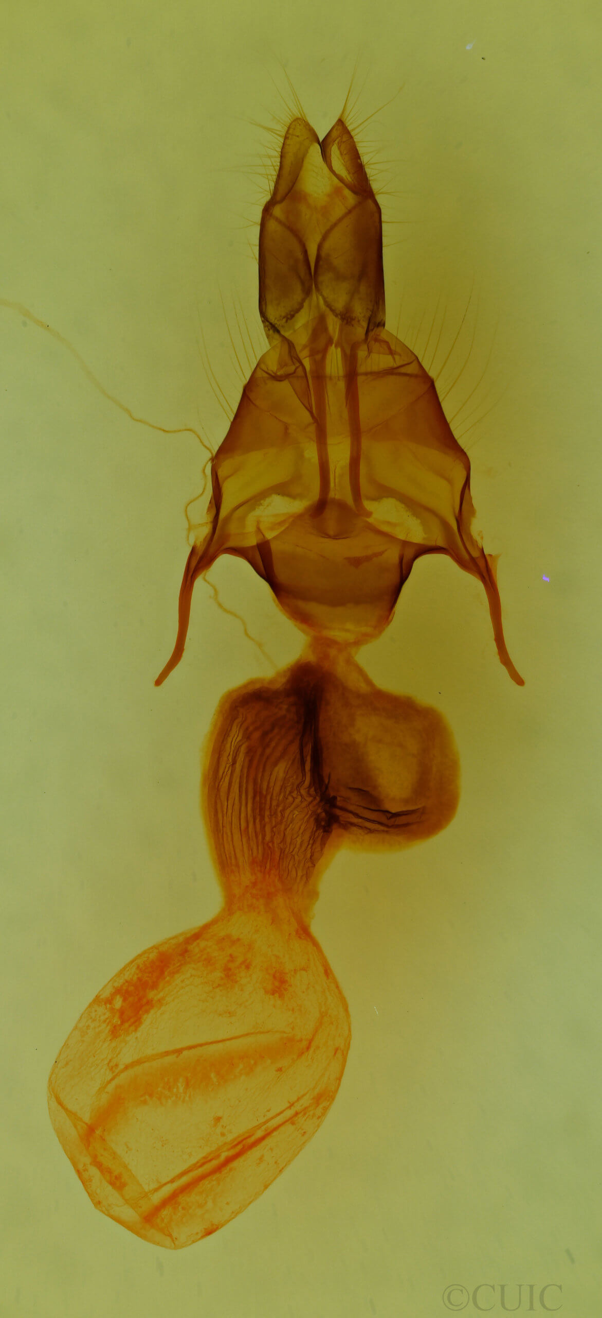 genitalia view of adult Mythimna cuneolata