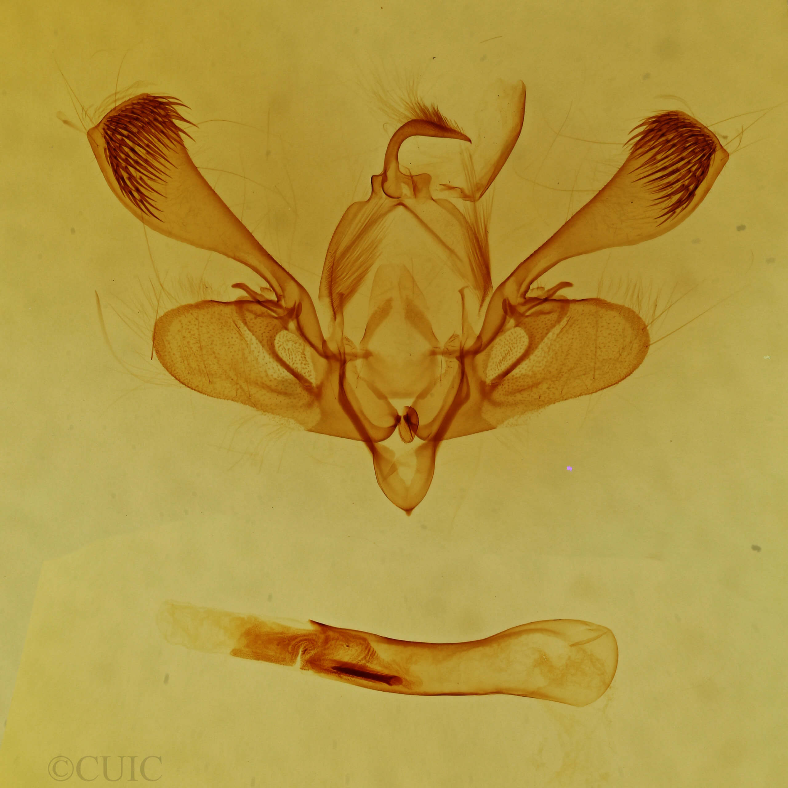 genitalia view of adult Mythimna insularis