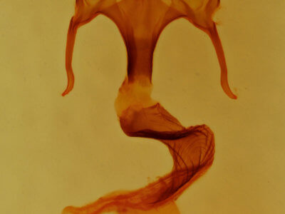 genitalia view of adult Mythimna fasciata