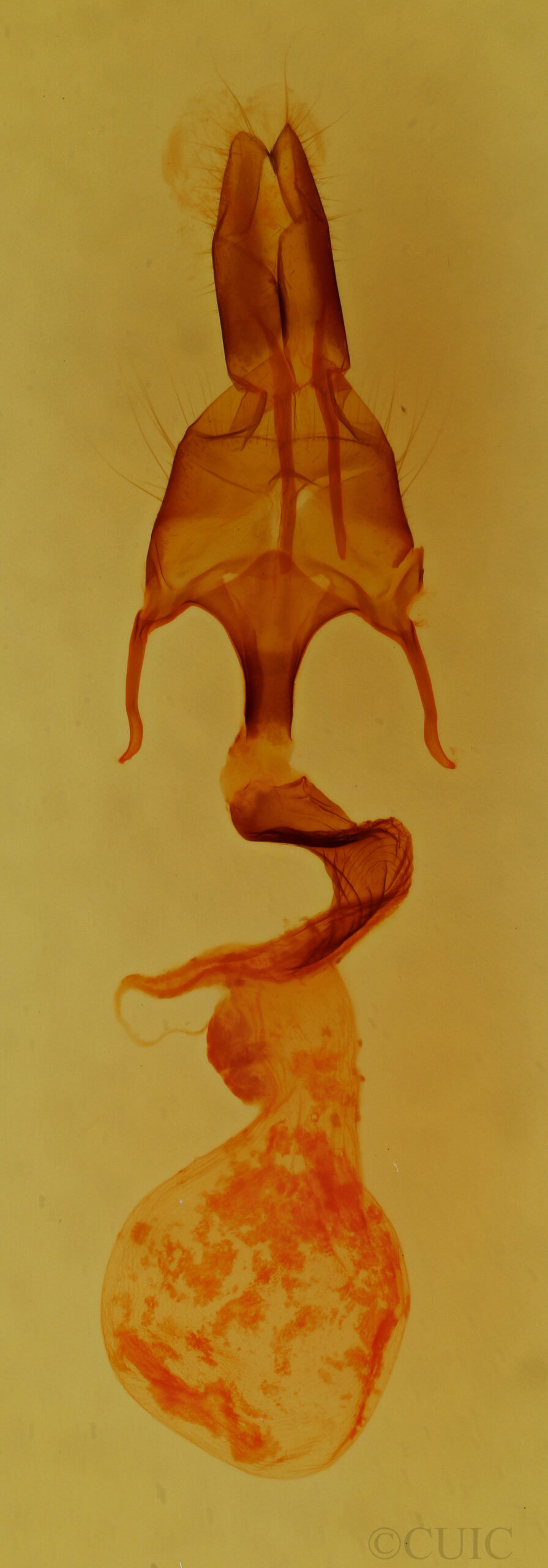 genitalia view of adult Mythimna fasciata