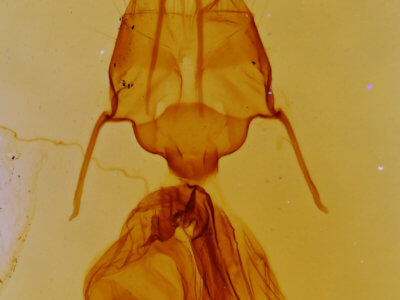 genitalia view of adult Mythimna formosana