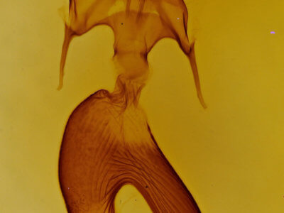 genitalia view of adult Mythimna formosana