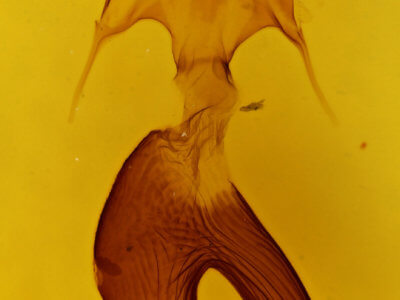 genitalia view of adult Mythimna formosana