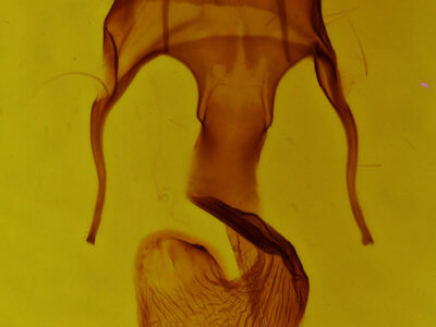 genitalia view of adult Mythimna franclemonti