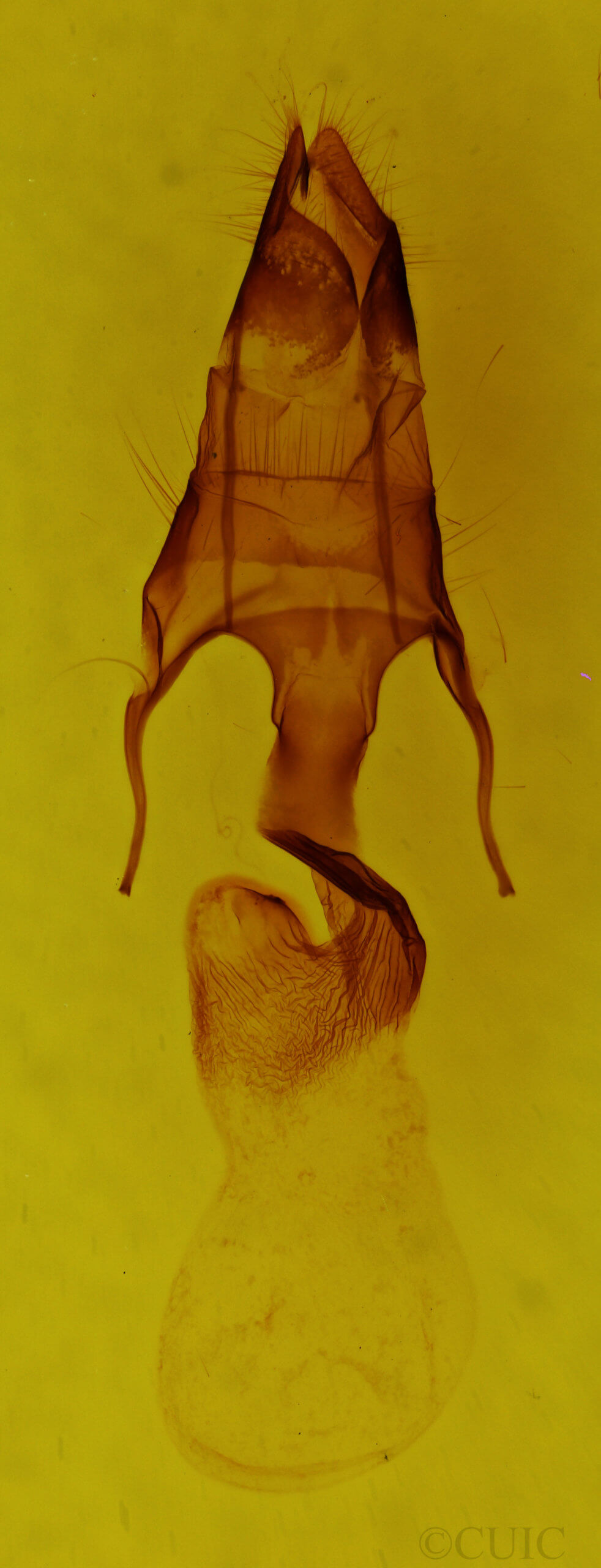 genitalia view of adult Mythimna franclemonti