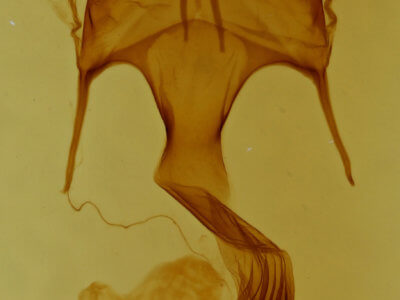 genitalia view of adult Mythimna lipara