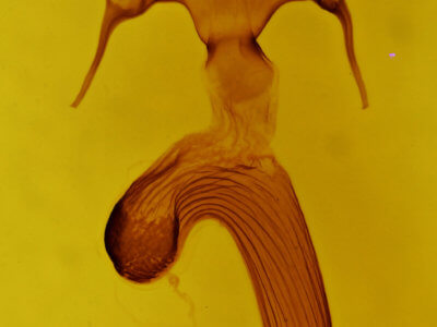 genitalia view of adult Mythimna lucbana