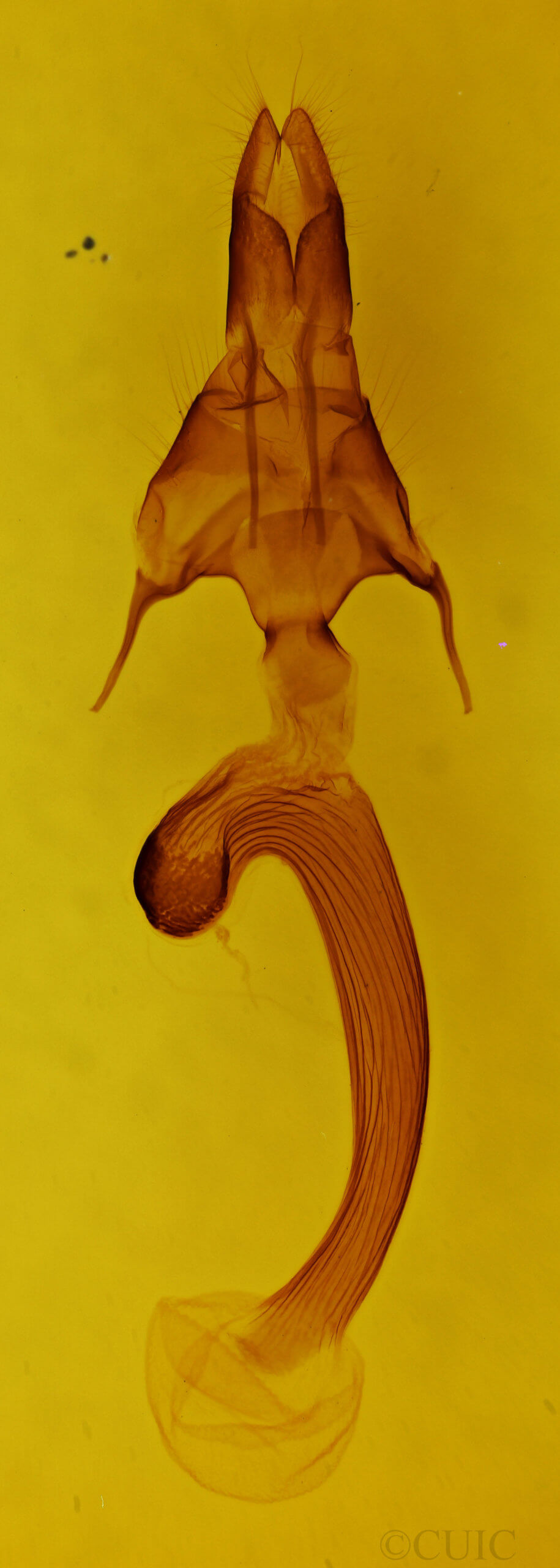 genitalia view of adult Mythimna lucbana
