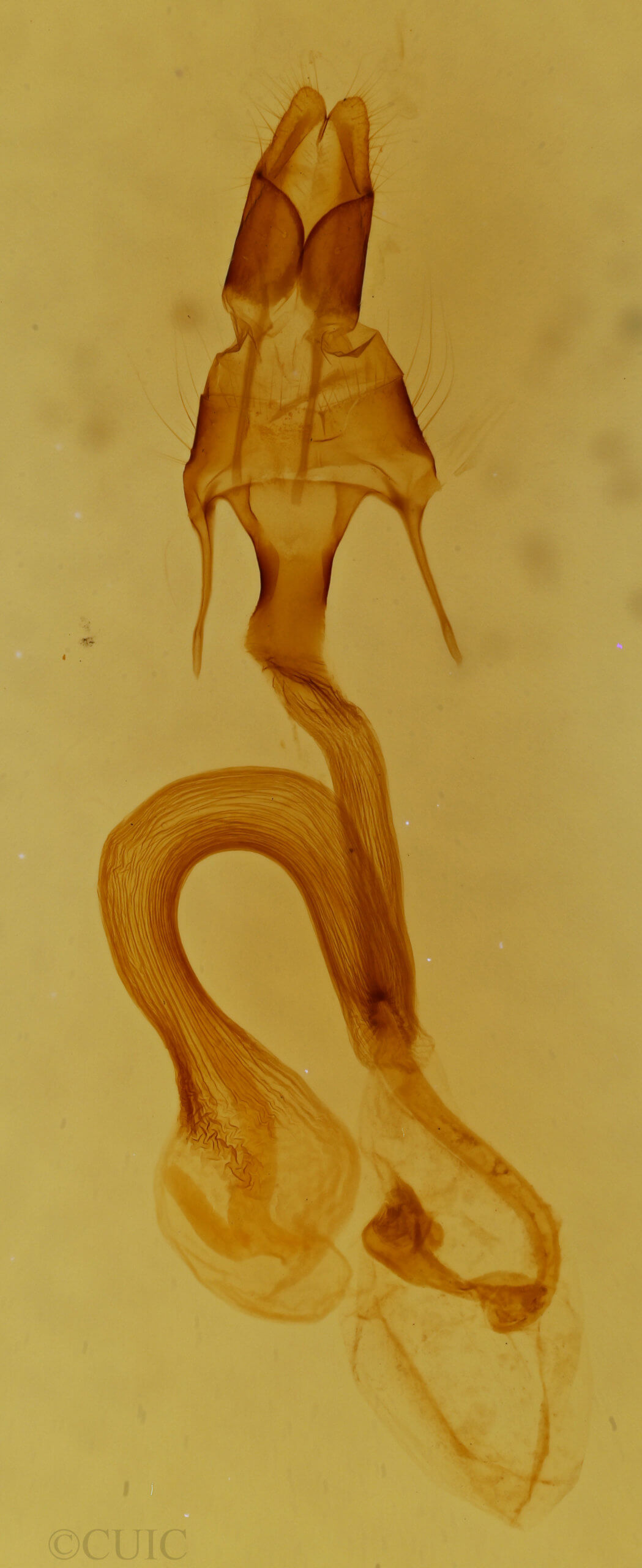 genitalia view of adult Mythimna opada