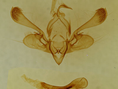 genitalia view of adult Mythimna pakdala