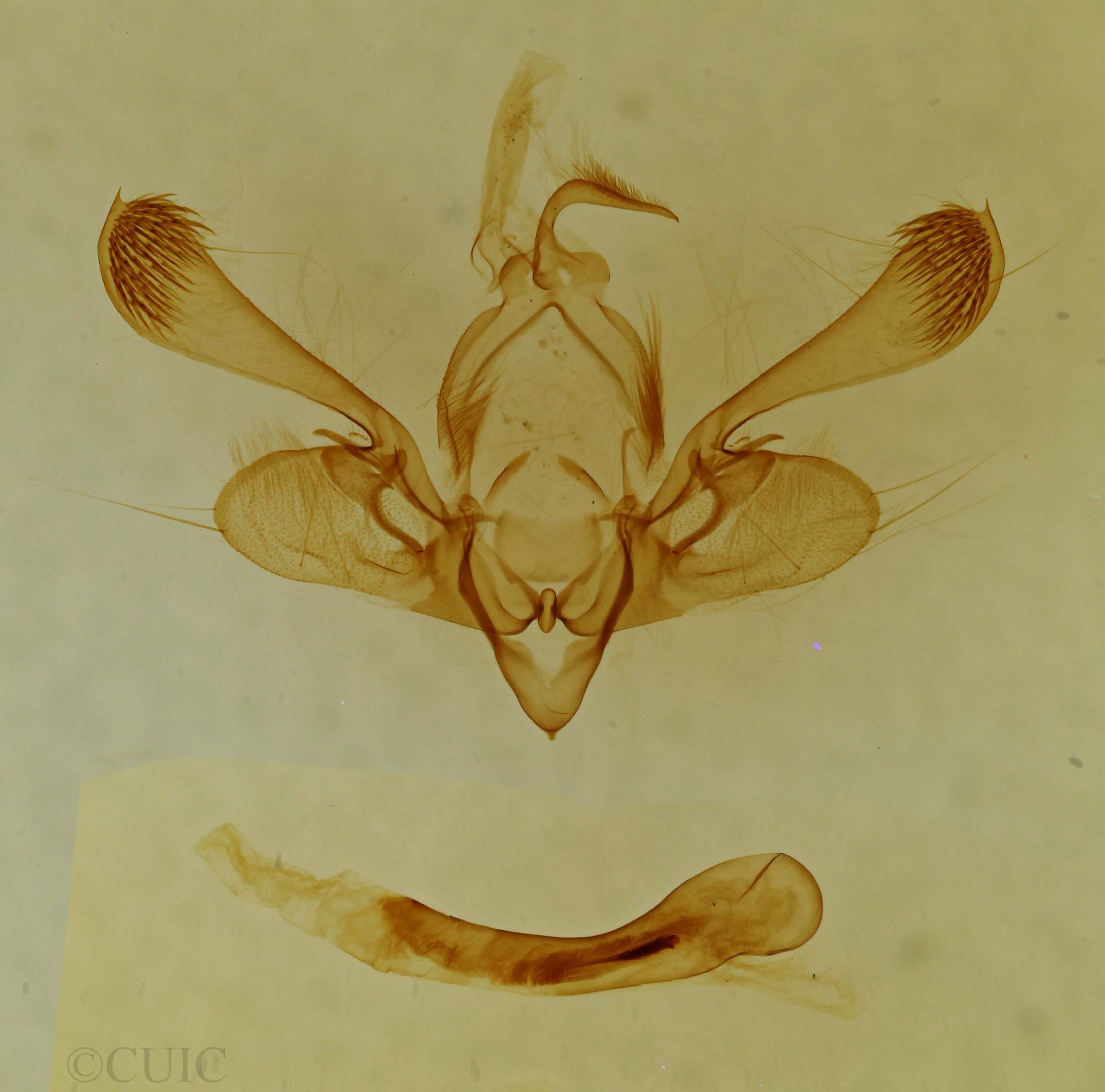 genitalia view of adult Mythimna pakdala
