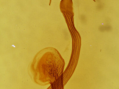 genitalia view of adult Mythimna pakdala