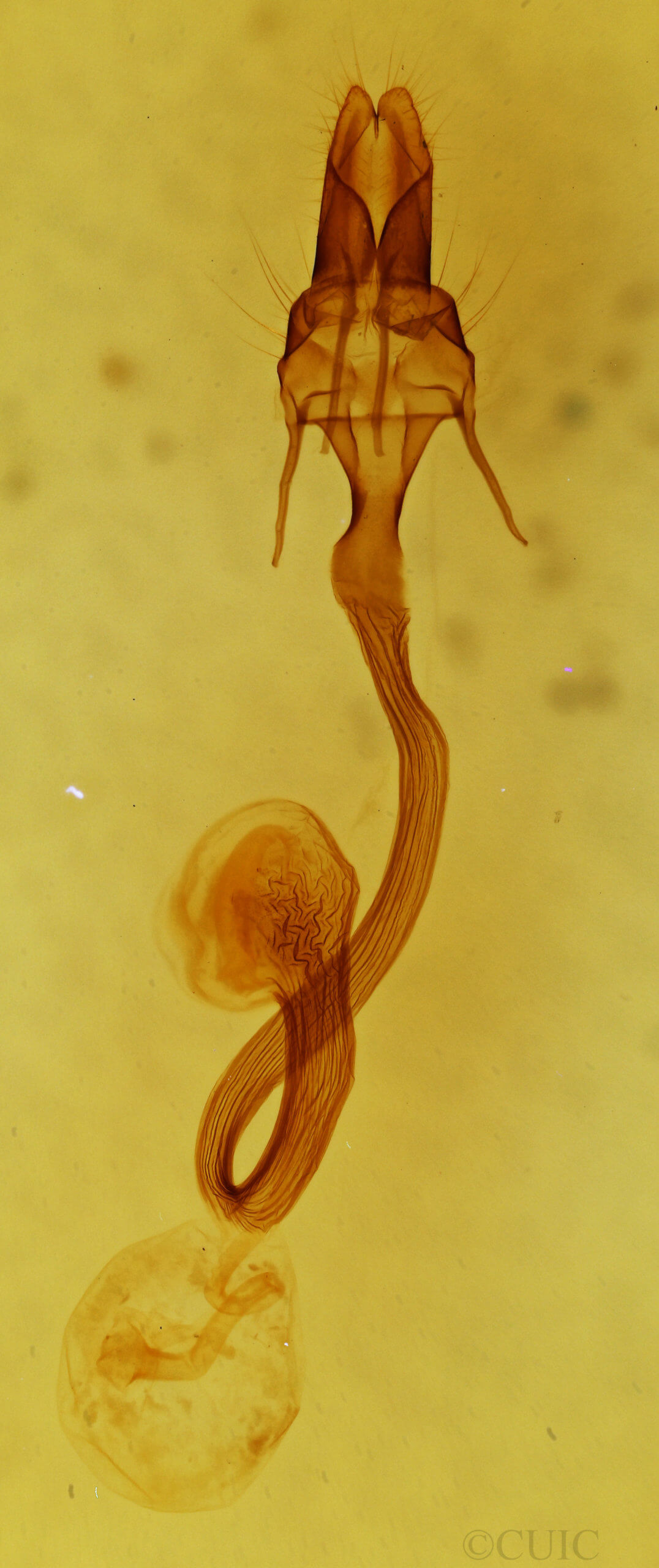 genitalia view of adult Mythimna pakdala