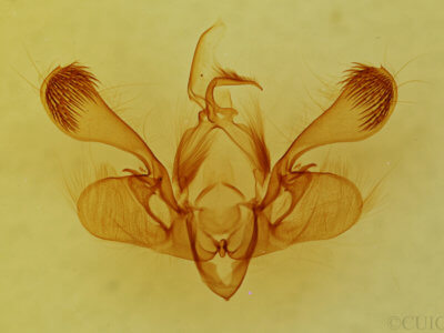 genitalia view of adult Mythimna scottii