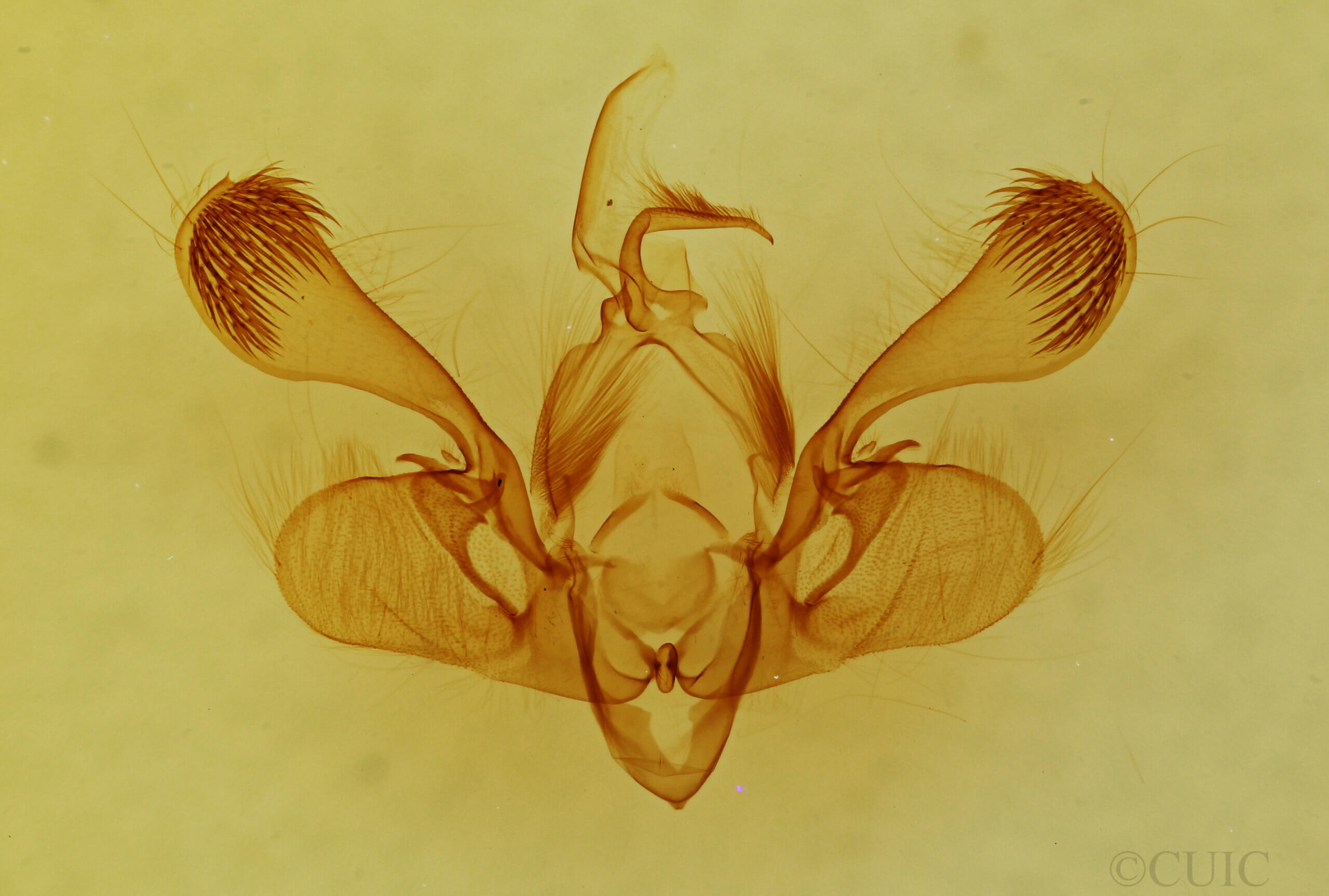 genitalia view of adult Mythimna scottii