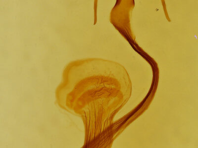 genitalia view of adult Mythimna scottii