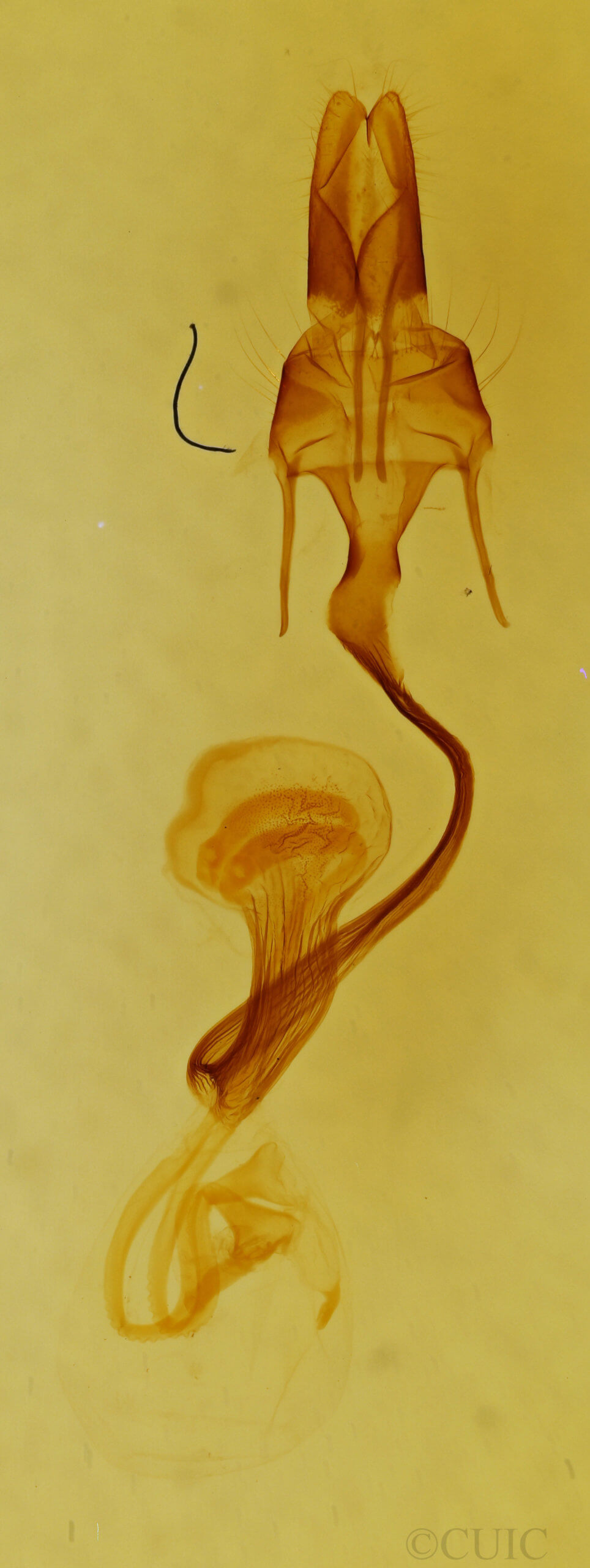 genitalia view of adult Mythimna scottii