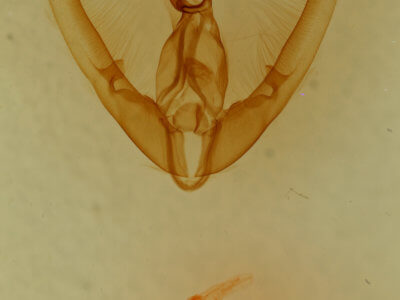 genitalia view of adult Elaphria villicosta
