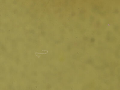 genitalia view of adult Iridopsis ephyraria