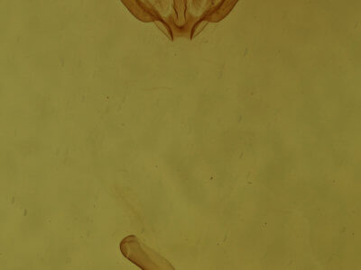 genitalia view of adult Iridopsis larvaria