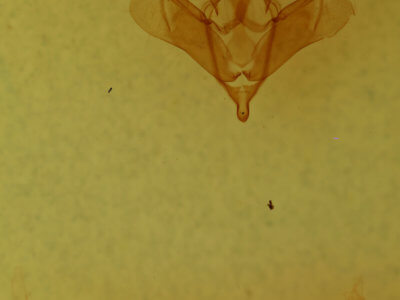 genitalia view of adult Anhimella perbrunnea