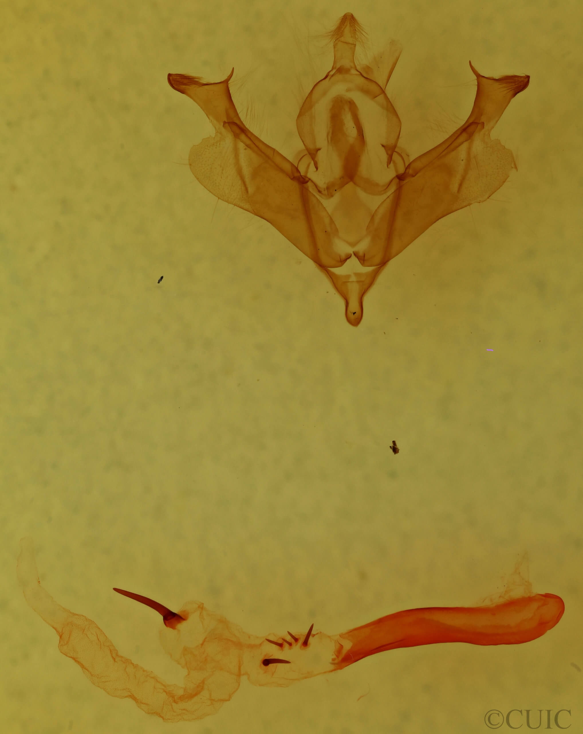 genitalia view of adult Anhimella perbrunnea