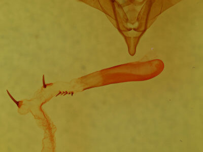 genitalia view of adult Anhimella perbrunnea