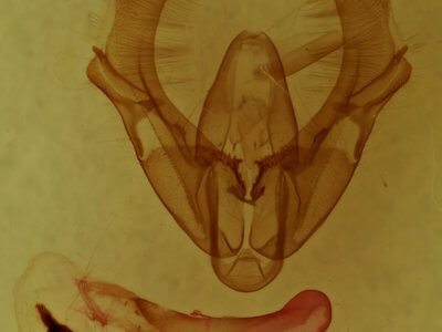 genitalia view of adult Athetis tarda