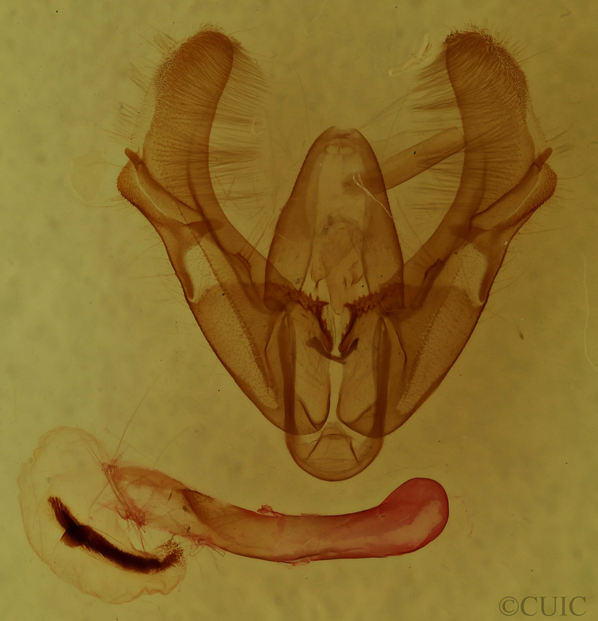 genitalia view of adult Athetis tarda