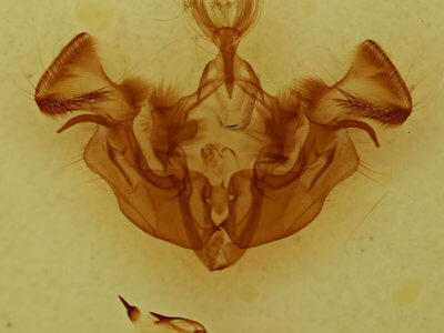 genitalia view of adult Apamea nigrior