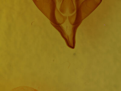 genitalia view of adult Apantesis vittata